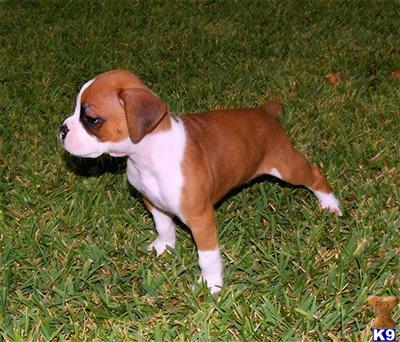 AKC registered boxer puppy champion blood lines